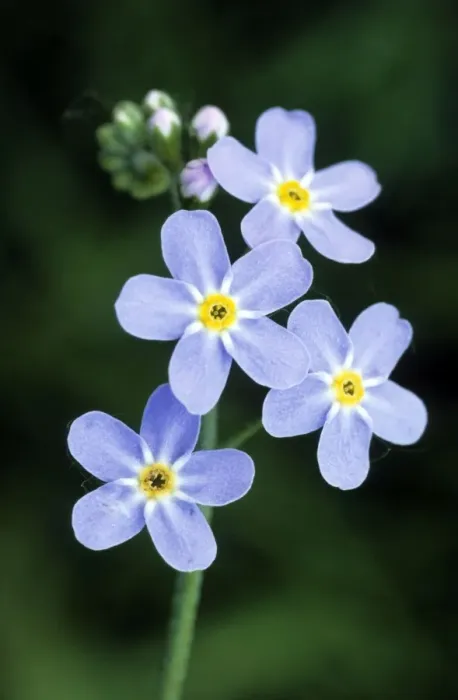 Framed Print : Water Forget-me-not Framed Print : Water Forget-me-not