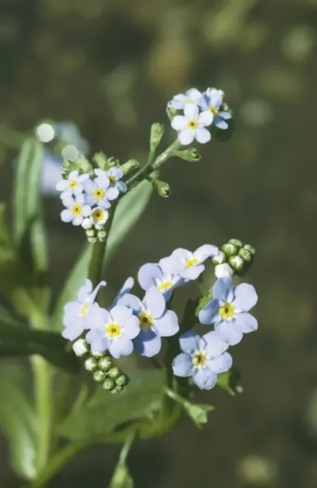 Framed Print : Water Forget-Me-Not ROG 3796A Myosotis scorpioides © Bob Gibbons / ARDEA LONDON Framed Print : Water Forget-Me-Not ROG 3796A Myosotis scorpioides © Bob Gibbons / ARDEA LONDON