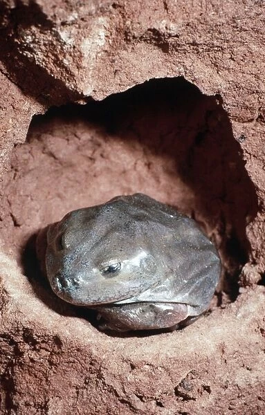 Water-holding Frog - in burrow - Central Australia AU-1418