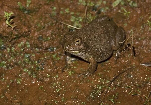 Water-holding Frog This species is specially adapted to live in Australian desert regions. Most of their year is spent underground as they burrow into soil to protect themselves from the heat