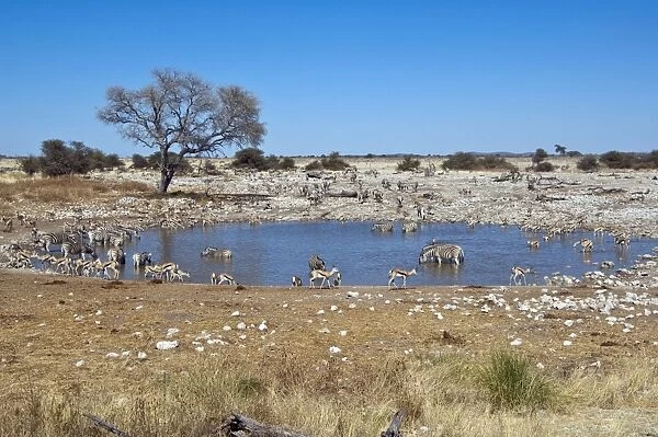 Water hole - various species drinking - Etosha National Park - Namibia