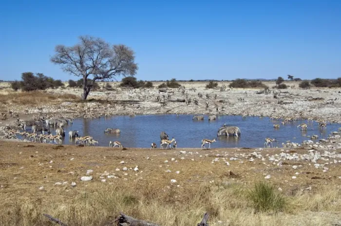 Framed Print : Water hole - various species drinking - Etosha National Park - Namibia Framed Print : Water hole - various species drinking - Etosha National Park - Namibia