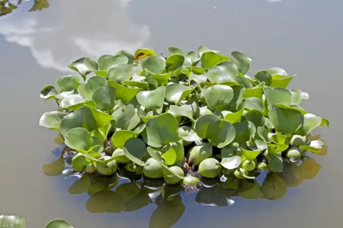Framed Print : Water Hyacinth Plants - Lake Naivasha Kenya Framed Print : Water Hyacinth Plants - Lake Naivasha Kenya