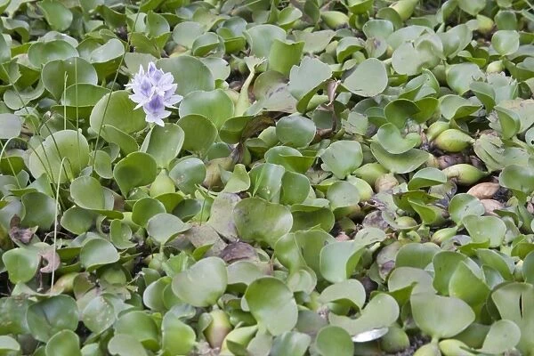 Water Hyacinth Plants - Lake Naivasha Kenya