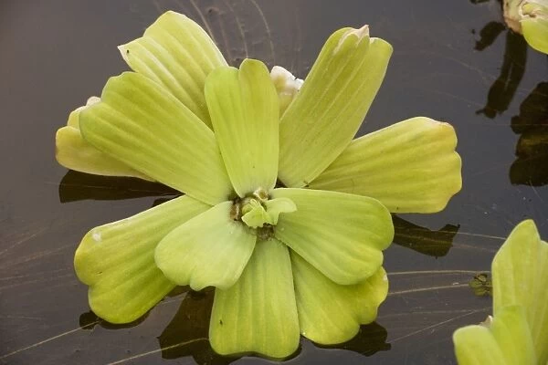 Water lettuce (or water cabbage) - Pistia stratiotes; a pantropical aquatic weed, of uncertain origin