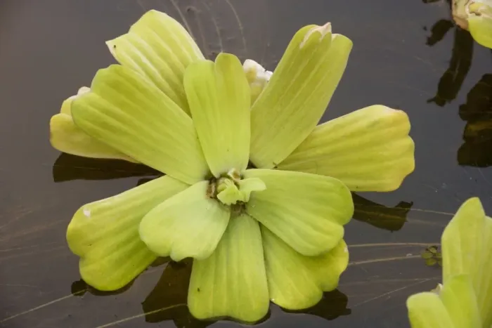Framed Print : Water lettuce (or water cabbage) - Pistia stratiotes; a pantropical aquatic weed, of uncertain origin Framed Print : Water lettuce (or water cabbage) - Pistia stratiotes; a pantropical aquatic weed, of uncertain origin