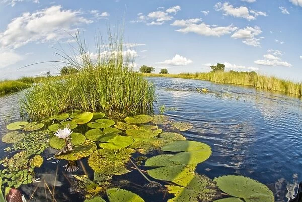 Water lilies and reeds - Okavango Delta - Botswana