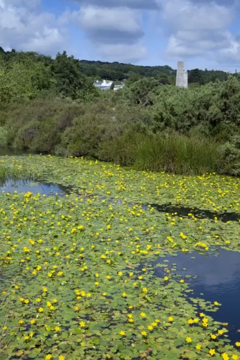 Framed Print : Water Lillies on Bissoe Valley Pond - Cornwall, UK Framed Print : Water Lillies on Bissoe Valley Pond - Cornwall, UK