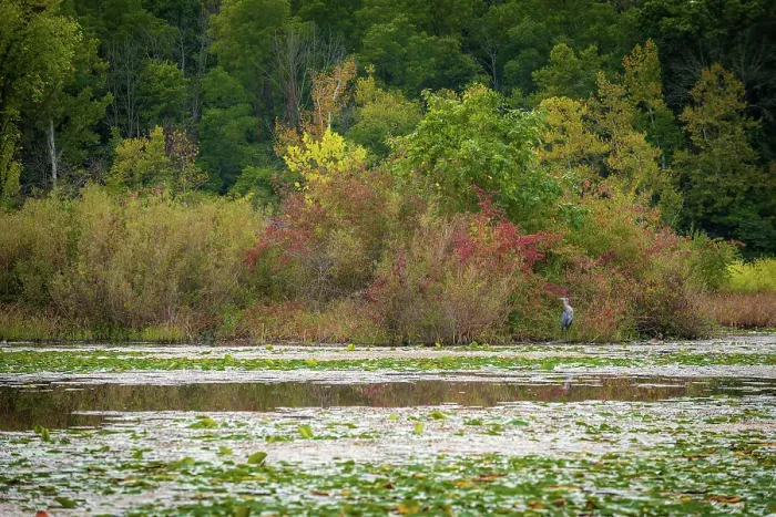 Framed Print : Water lily covered lake, France Park, Indiana, USA. Date: 22-09-2018