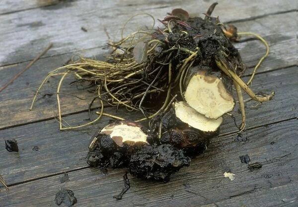 Water Lily crown rot shows as brown tissue in the rhizomes