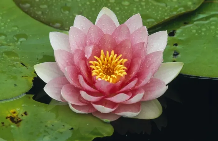 Framed Print : Water Lily - in garden pond Framed Print : Water Lily - in garden pond