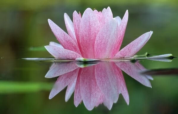 WATER Lily - In garden pond, showing refection, Nymphaea species hybrid