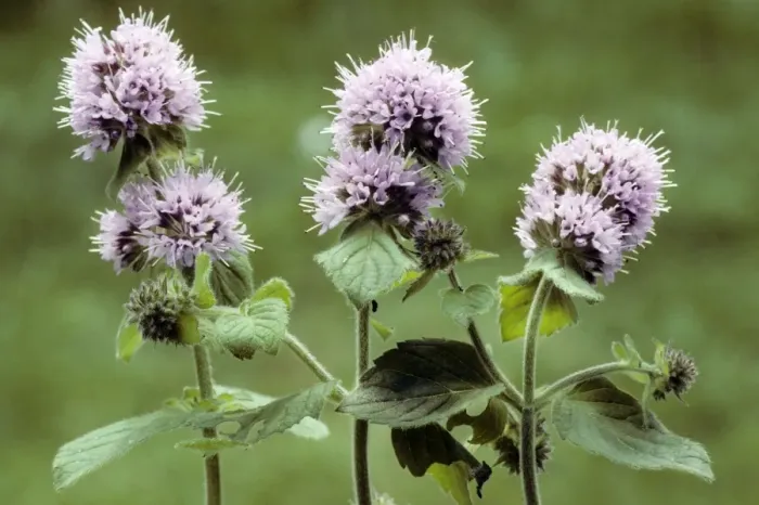 Framed Print : Water Mint Framed Print : Water Mint