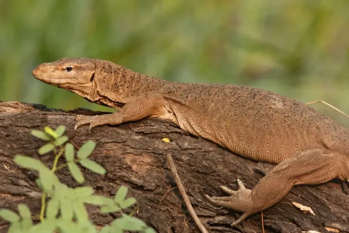 Framed Print : Water Monitor Lizard - Keoladeo National Park, Rajasthan, India Framed Print : Water Monitor Lizard - Keoladeo National Park, Rajasthan, India