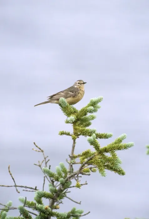 Framed Print : Water Pipit Framed Print : Water Pipit