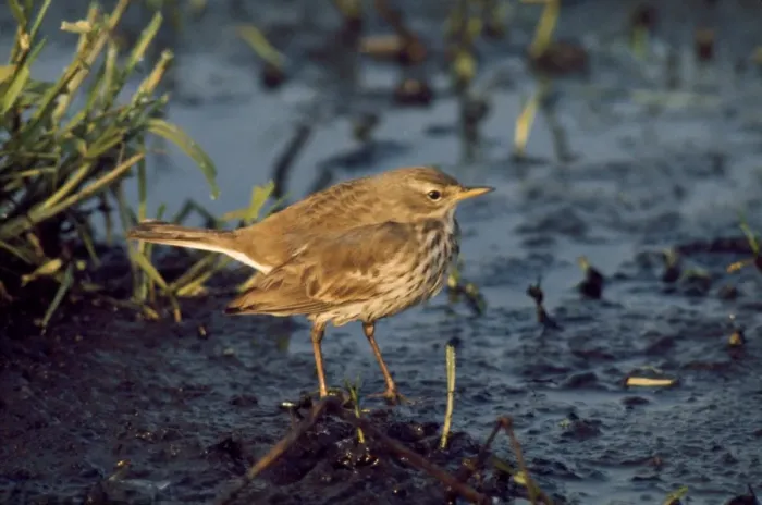 Framed Print : Water Pipit Framed Print : Water Pipit