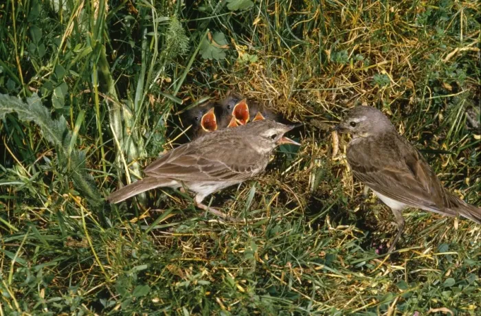 Framed Print : Water Pipit - adults at nest feeding young Framed Print : Water Pipit - adults at nest feeding young