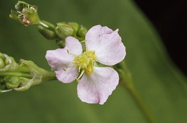 Water Plantain - Petals open, (‘sunny state'), UK