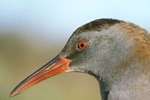 Water Rail - close-up of head