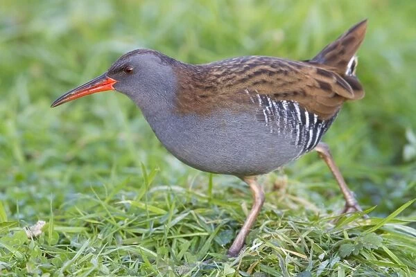 Water Rail - Single adult bird foraging in grass adjacent to lake. England, UK