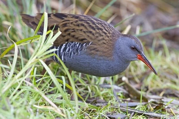 Water Rail - Single adult bird in reeds by edge of lake. England, UK