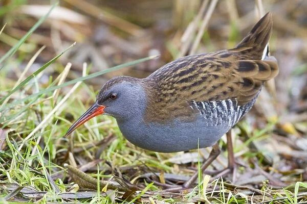 Water Rail - Single adult bird in reeds by edge of lake. England, UK