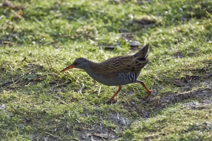 Framed Print : Water rail - South Yokshire - England Framed Print : Water rail - South Yokshire - England