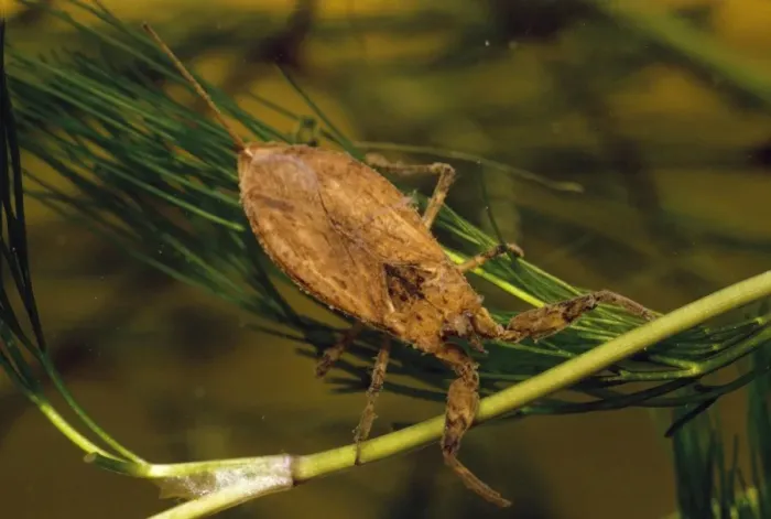 Framed Print : Water Scorpion Framed Print : Water Scorpion