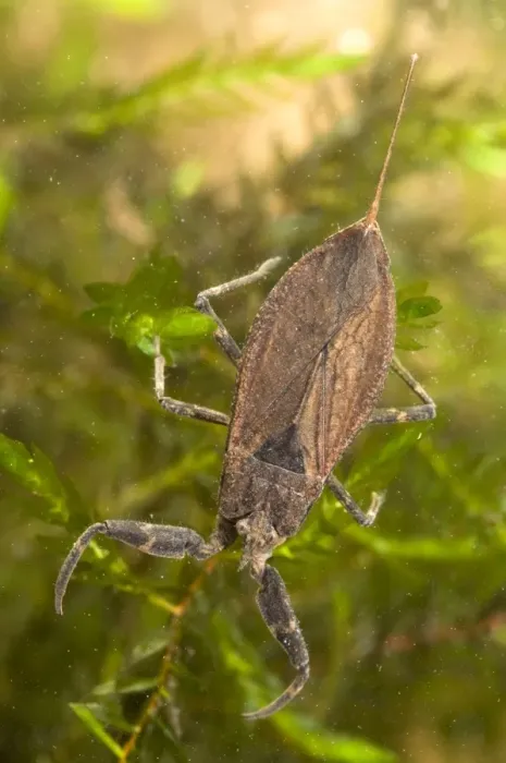 Framed Print : Water Scorpion - Italy Framed Print : Water Scorpion - Italy