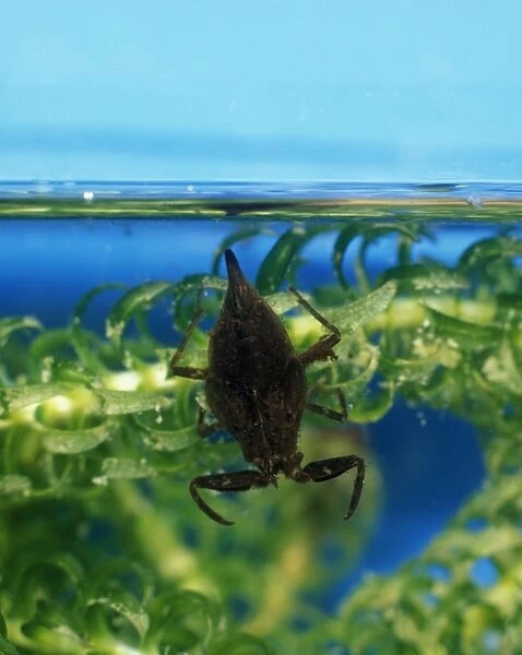 Water scorpion waits amongst water weed for prey to come within range