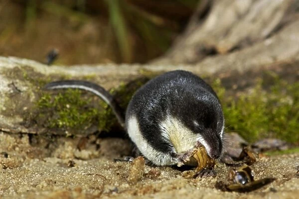 Water shrew, adult, devours a water beetle (a predatious diving beetle pictured (Dytiscidae spp. )), one of it's favorite preys; a fierce small predator that can eat untill becoming almost spherical; a typical species (among other shrews)