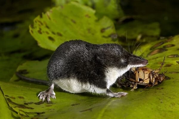 Water shrew, adult, devours a water beetle (a predatious diving beetle pictured, Dytiscidae spp. )) it has cought in an old overgrown river-bed, one of it's favorite preys
