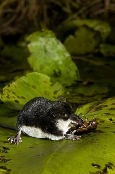 Water shrew, adult, devours a water beetle (a predatious diving beetle pictured (Dytiscidae spp. )), one of it's favorite preys, starting from the fat and juicy belly; a fierce small predator; a typical species (among other shrews)