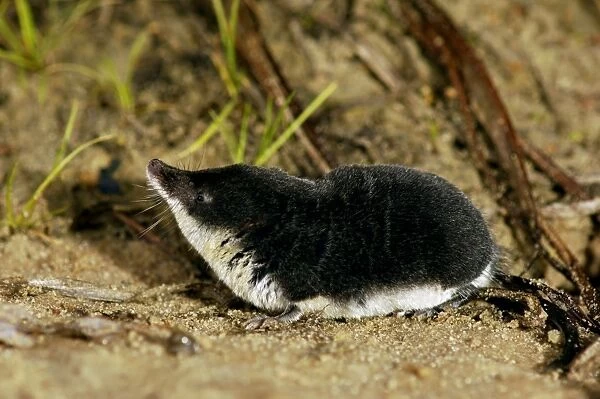 Water shrew, adult, searches for food; a tireless predator; a typical species (among other shrews) in the valley of river Pra, a tributary of river Oka; near Ryasan town, european Russia