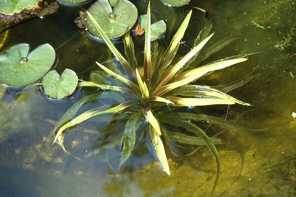 Water Soldier