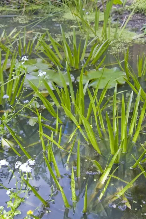 Framed Print : Water Soldier - flourishing in a wildlife pond. England, UK Framed Print : Water Soldier - flourishing in a wildlife pond. England, UK