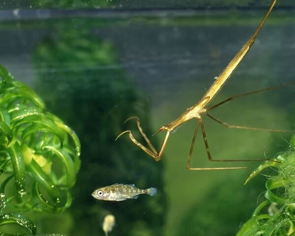Water stick insect about to strike at stickleback