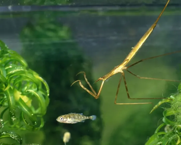 Framed Print : Water stick insect about to strike at stickleback Framed Print : Water stick insect about to strike at stickleback