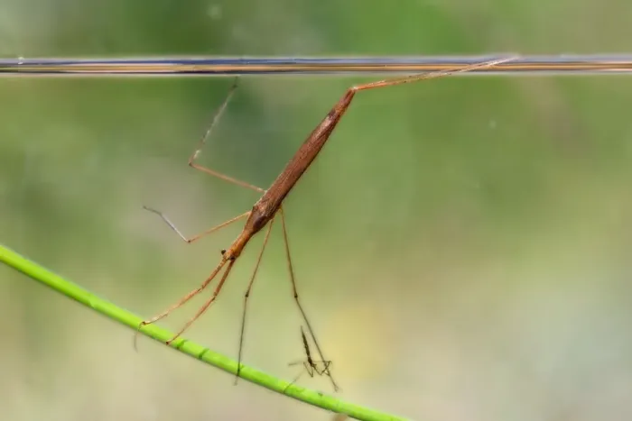 Framed Print : Water Stick Insect - UK Framed Print : Water Stick Insect - UK
