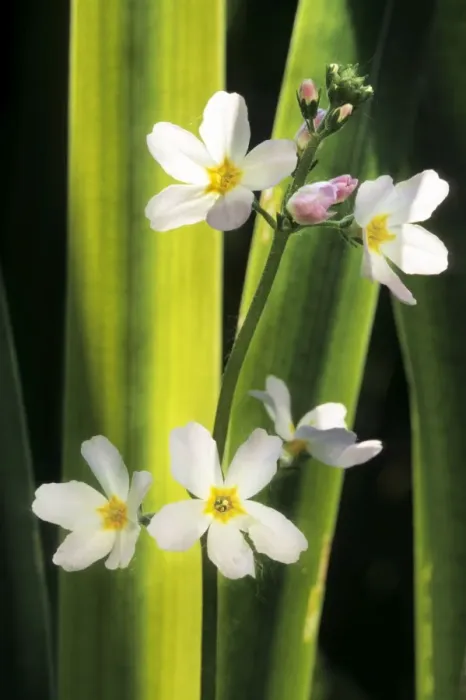 Framed Print : Water Violet Framed Print : Water Violet