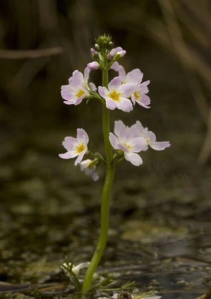 Water-violet, flowering in pond