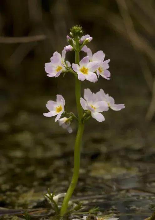 Framed Print : Water-violet, flowering in pond Framed Print : Water-violet, flowering in pond