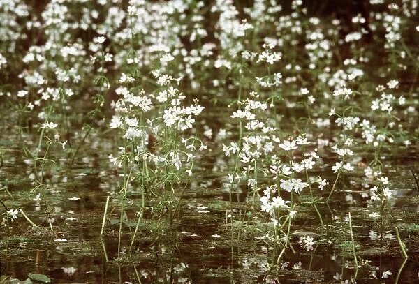 Water Violets