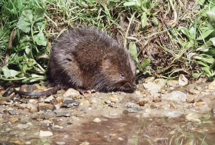Framed Print : Water Vole AP 0599 Arvicola terrestris © Dennis Avon / ardea. com Framed Print : Water Vole AP 0599 Arvicola terrestris © Dennis Avon / ardea. com