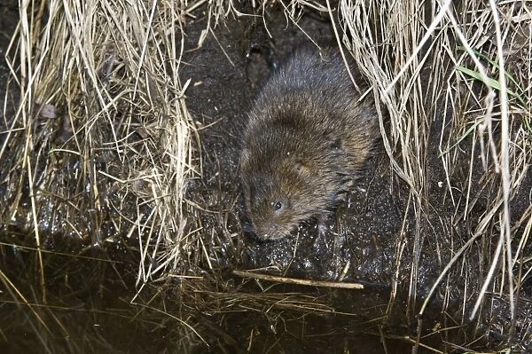 Water vole - Emerging from burrow - North Lincolnshire - UK