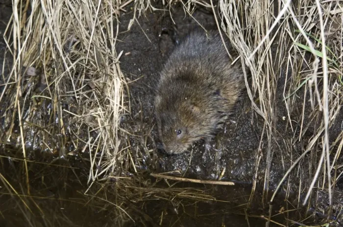 Framed Print : Water vole - Emerging from burrow - North Lincolnshire - UK Framed Print : Water vole - Emerging from burrow - North Lincolnshire - UK