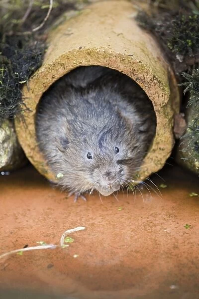 Water Vole - emerging from drain pipe - UK
