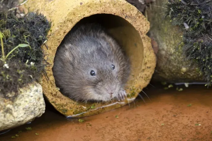 Framed Print : Water Vole - emerging from drain pipe - UK Framed Print : Water Vole - emerging from drain pipe - UK