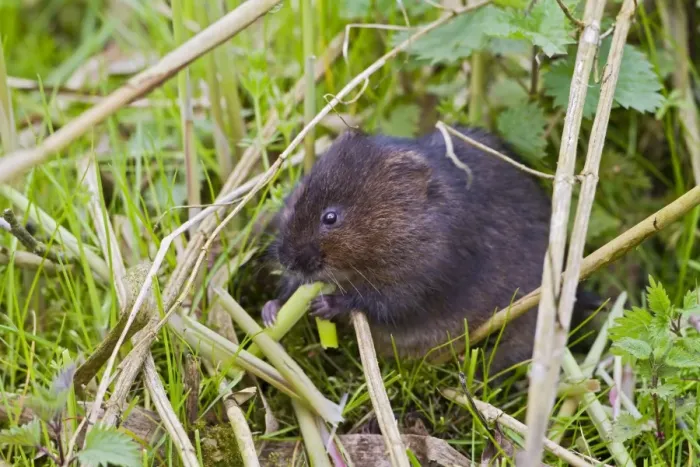 Framed Print : Water Vole - feeding on reed - Suffolk UK 12106 Framed Print : Water Vole - feeding on reed - Suffolk UK 12106