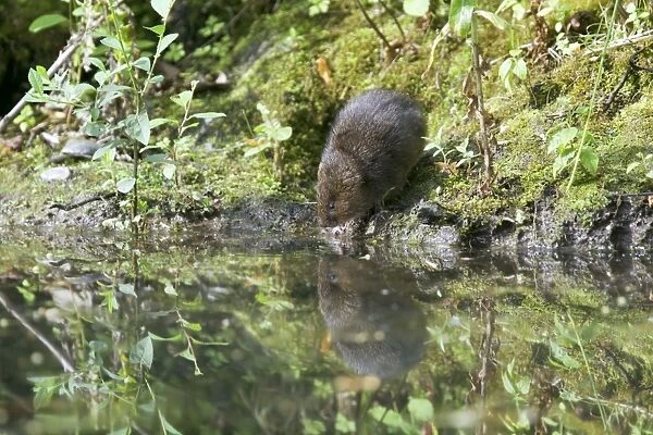Water Vole - Feeding on river bank - Sussex - UK MA002349